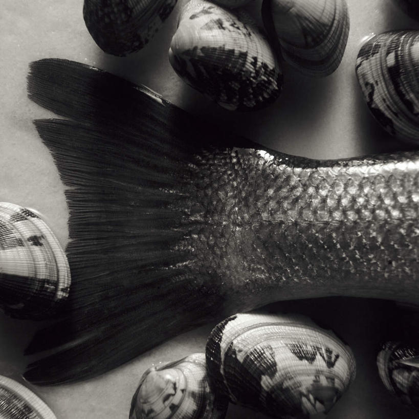 海鲜,无人,方图,俯视,室内,特写,白天,贝壳,一条,许多,阴影,光线,鱼,影子,很多,水产,鱼类,海洋生物,摄影,影棚,鳍,水生动物,海产品,水生物,海底动物,鱼尾,贝类外壳,海螺壳,软体动物外壳,彩图,高角度拍摄,影棚拍摄,拍摄