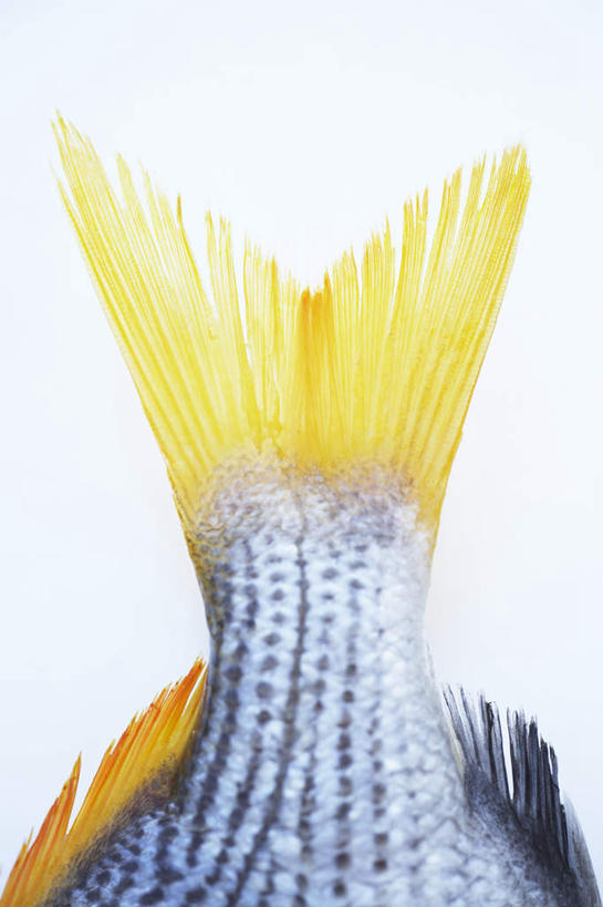 海鲜,无人,竖图,俯视,室内,特写,白天,白色背景,餐桌,桌子,一条,阴影,光线,鱼,影子,鲷鱼,水产,鱼类,海洋生物,摄影,影棚,餐台,鲷,加吉鱼,铜盆鱼,水生动物,海产品,水生物,海底动物,鱼尾,班加吉,加真鲷,半身,彩图,高角度拍摄,影棚拍摄,拍摄