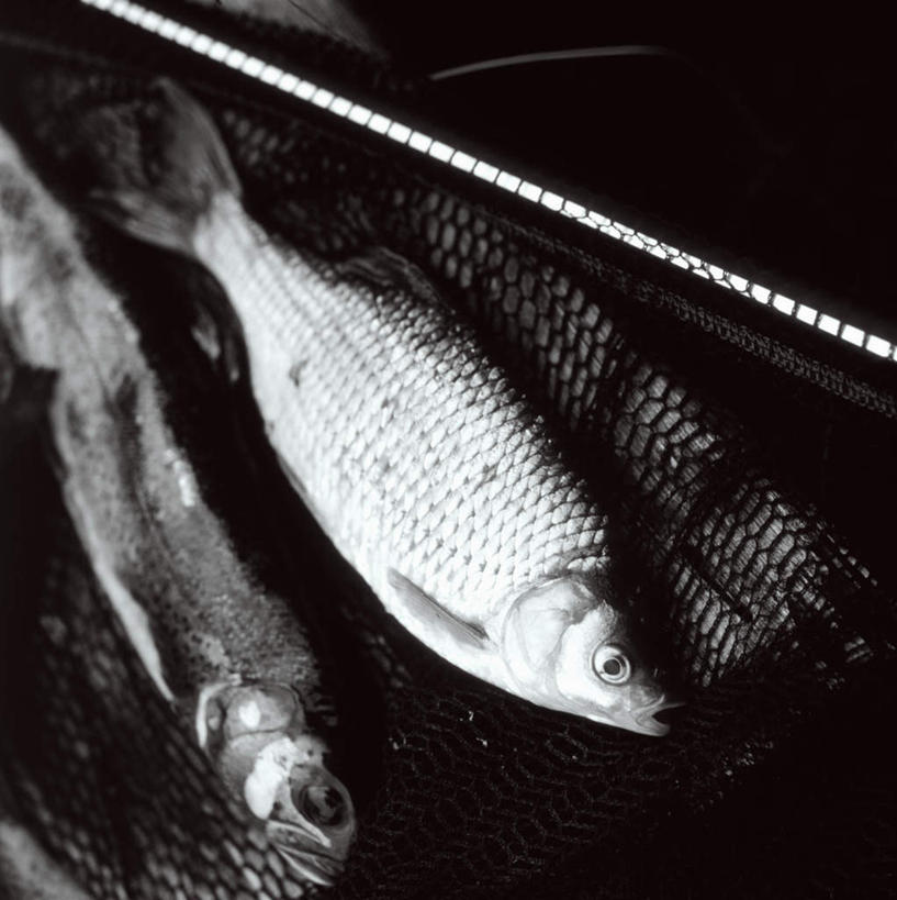 无人,竖图,俯视,黑白,室内,特写,白天,鳟鱼,两条,阴影,朦胧,模糊,光线,影子,渔网,渔具,抓捕,捕捞,鱼网,拉网,捕捞工具,鮅,赤眼鱼,红目鳟,红眼棒,野草鱼,半身,高角度拍摄