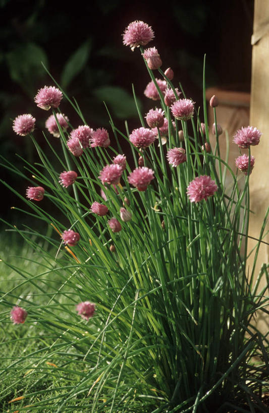 无人,竖图,俯视,室外,特写,白天,植物,许多,阴影,朦胧,模糊,盛开,光线,影子,葱,草药,药草,很多,花蕾,中药,花,花瓣,花朵,鲜花,粉色,绿色,自然,花苞,花蕊,生长,成长,细香葱,香葱,药材,中草药,中药材,本草,彩图,高角度拍摄