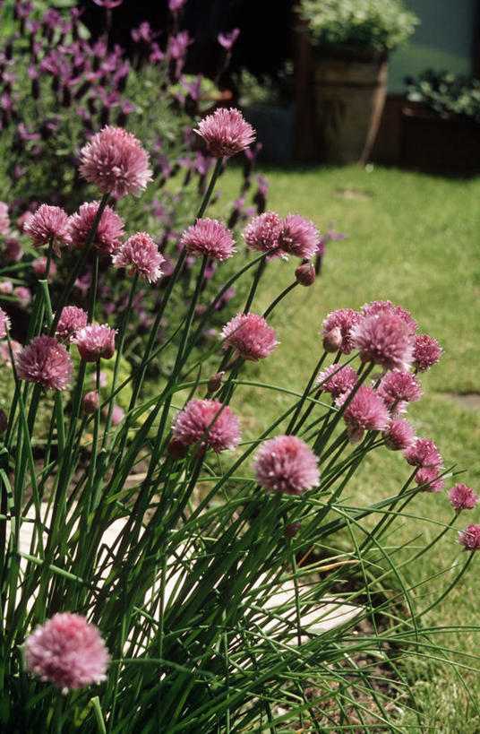 无人,竖图,俯视,室外,白天,植物,许多,阴影,朦胧,模糊,盛开,光线,影子,葱,草药,药草,很多,花蕾,中药,花,花瓣,花朵,鲜花,粉色,绿色,自然,花苞,花蕊,生长,成长,细香葱,香葱,药材,中草药,中药材,本草,彩图,高角度拍摄