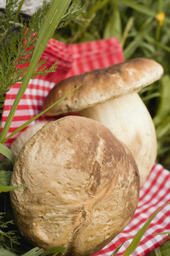 无人,竖图,俯视,室外,特写,白天,草地,草坪,植物,蔬菜,阴影,朦胧,模糊,新鲜,光线,影子,坐垫,菌菇,蘑菇,食品,菌类,中药,草,食物,绿色,阳光,食用菌,有机食品,绿色食品,药材,牛肝菌,中药材,野餐垫,野餐地毯,多功能毯,美味牛肝菌,大脚菇,彩图,高角度拍摄