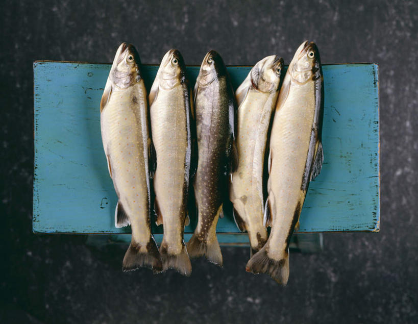 无人,横图,俯视,室内,特写,白天,餐桌,桌子,鳟鱼,一排,阴影,朦胧,模糊,整齐,光线,影子,排列,五条,餐台,队列,鮅,赤眼鱼,红目鳟,红眼棒,野草鱼,彩图,高角度拍摄,全身