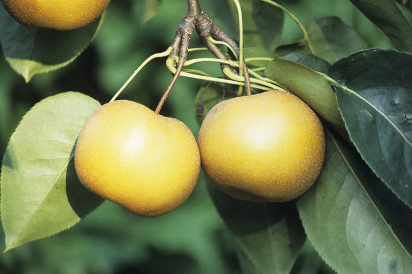 无人,祖母,横图,室外,特写,白天,植物,梨,水果,叶子,三只,吊挂,悬挂,阴影,朦胧,模糊,新鲜,光线,纹理,影子,生食,食品,果实,果树,绿叶,枝条,挂,树,树木,树枝,食物,黄色,绿色,阳光,自然,嫩叶,香梨,有机食品,绿色食品,生长,成长,肌理,虬枝,枝杈,梨树,叶,叶片,叶脉,生梨,彩图