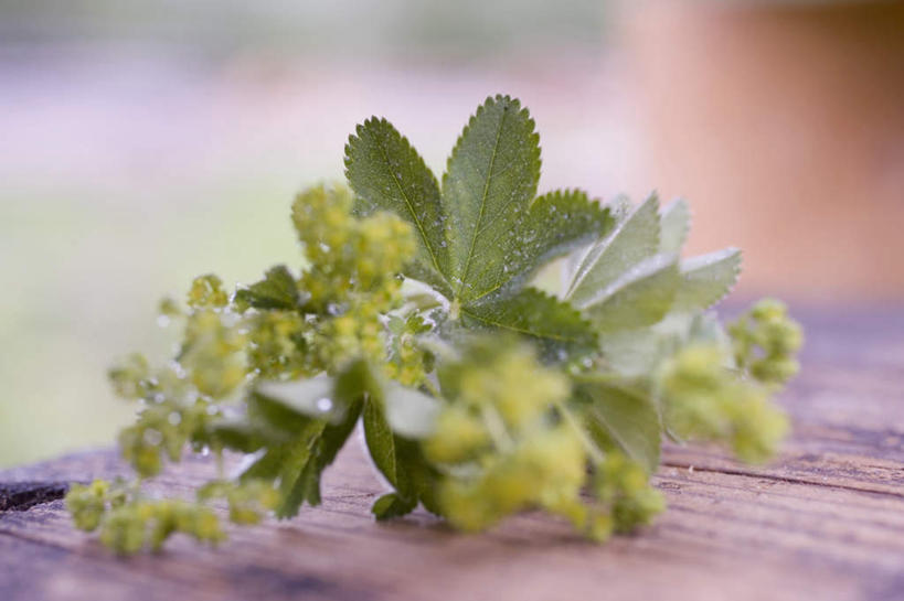 无人,横图,俯视,室外,特写,白天,水,植物,桌面,桌子,叶子,阴影,朦胧,模糊,盛开,光线,木制,纹理,液体,影子,水滴,绿叶,羽衣草,草药,药草,花蕾,中药,花,花瓣,花朵,鲜花,绿色,木制品,花苞,花蕊,嫩叶,药材,中草药,中药材,本草,肌理,斗篷草,叶,叶片,叶脉,彩图,高角度拍摄