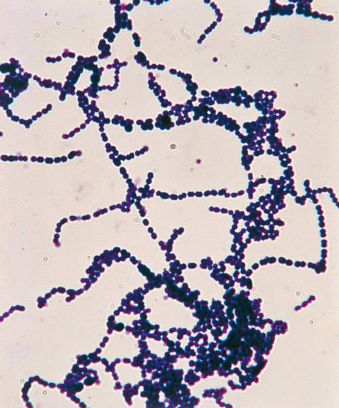 无人,竖图,丰富,科学,细菌,蓝色,摄影,生物学,显微图片,微生物学,彩图,全画面,全框架,全帧,全画幅