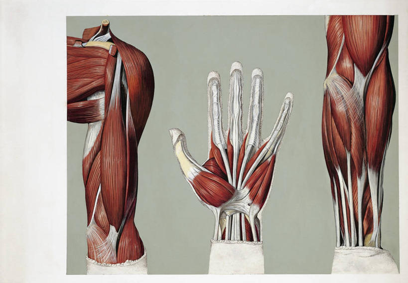 手,手掌,肌肉,健壮,无人,横图,插画,数码,科技,阴影,灰色背景,网络,高光,几何,计算机图形,合成,图画,画,三个,灰色,健康,活力,力量,人体,青春,电脑合成图,数码合成图,强壮,合成图,漫画,写实,具体,具象,人体结构,前臂,彩图