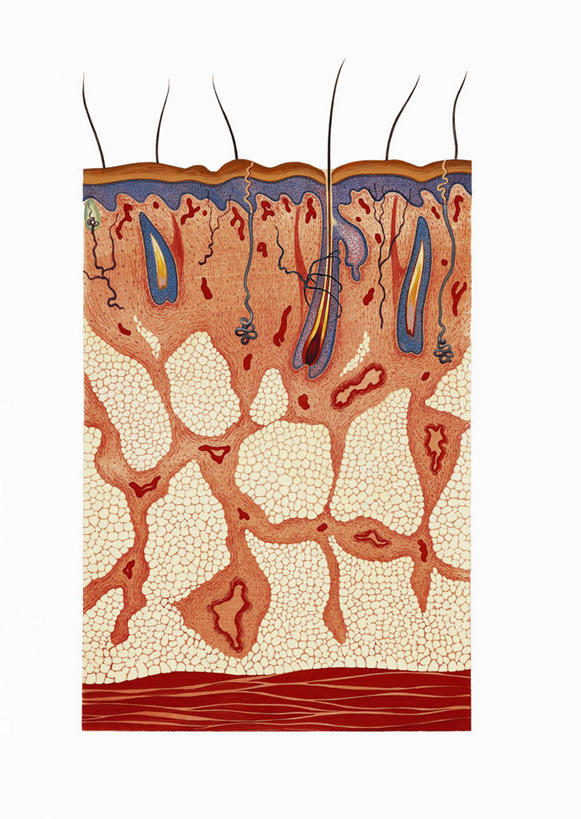 头发,无人,竖图,插画,白色背景,数码,科技,阴影,网络,图表,高光,几何,计算机图形,合成,图画,画,人体,皮肤,电脑合成图,数码合成图,疾病,合成图,横截面,漫画,皮肤病,写实,具体,具象,头皮,人体结构,彩图
