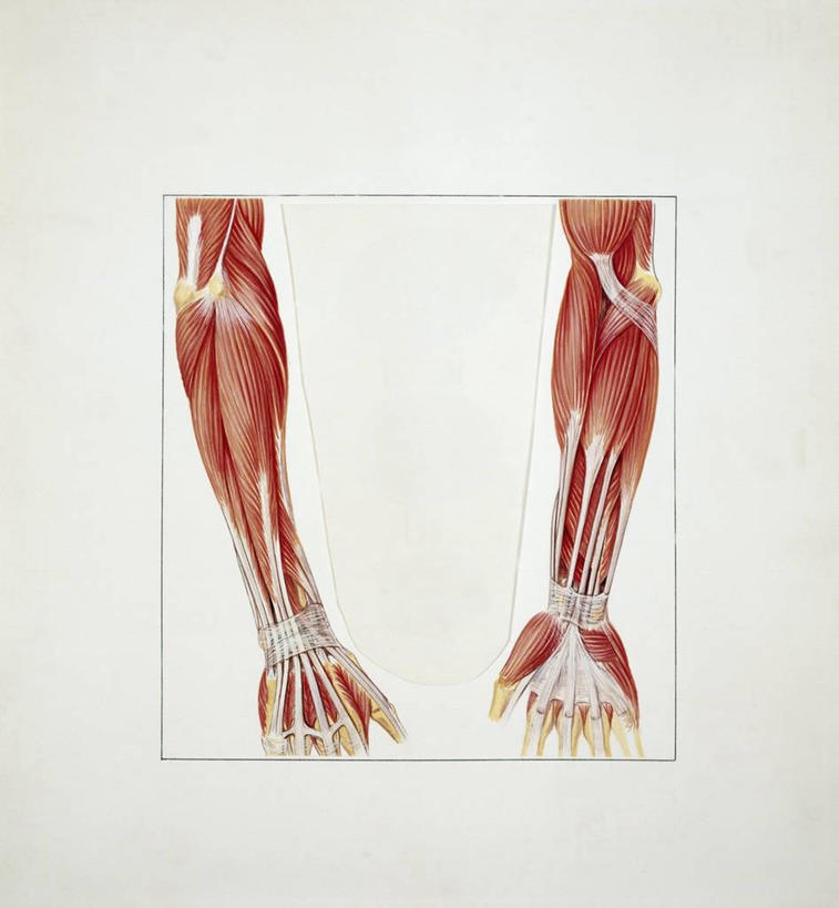 骨骼,肌肉,健壮,无人,竖图,插画,特写,数码,科技,阴影,网络,标志,符号,骨头,高光,几何,计算机图形,合成,图画,标识,画,健康,活力,力量,人体,青春,电脑合成图,数码合成图,骨架,强壮,合成图,漫画,软骨,写实,具体,具象,性别符号,人体结构,前臂,手臂,彩图,男性符号