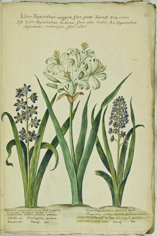 无人,竖图,插画,数码,科技,植物,风信子,叶子,阴影,网络,茎,高光,几何,计算机图形,合成,图画,画,花,紫色,白色,自然,摄影,电脑合成图,数码合成图,生物学,合成图,漫画,18世纪,写实,具体,具象,七瓣莲,拉丁文,彩图