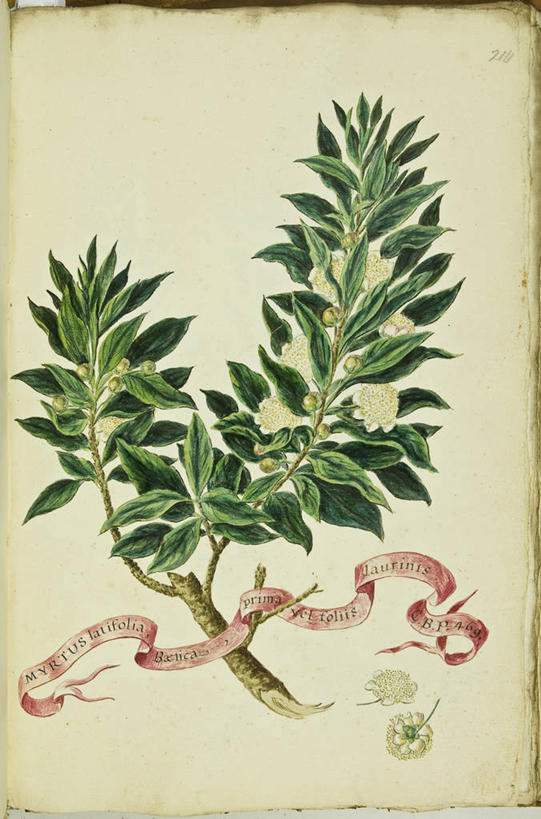 无人,竖图,插画,数码,科技,植物,叶子,阴影,网络,茎,高光,几何,计算机图形,合成,图画,画,自然,摄影,电脑合成图,数码合成图,生物学,合成图,漫画,18世纪,写实,具体,具象,嫩枝,番樱桃,拉丁文,彩图