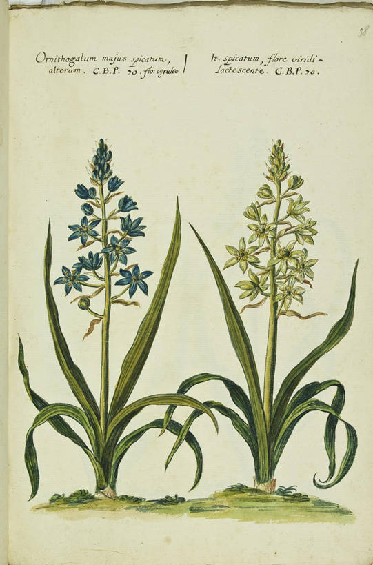 无人,竖图,插画,数码,科技,植物,叶子,阴影,网络,茎,高光,几何,计算机图形,合成,图画,画,花,自然,摄影,电脑合成图,数码合成图,生物学,合成图,漫画,18世纪,写实,具体,具象,七瓣莲,拉丁文,彩图