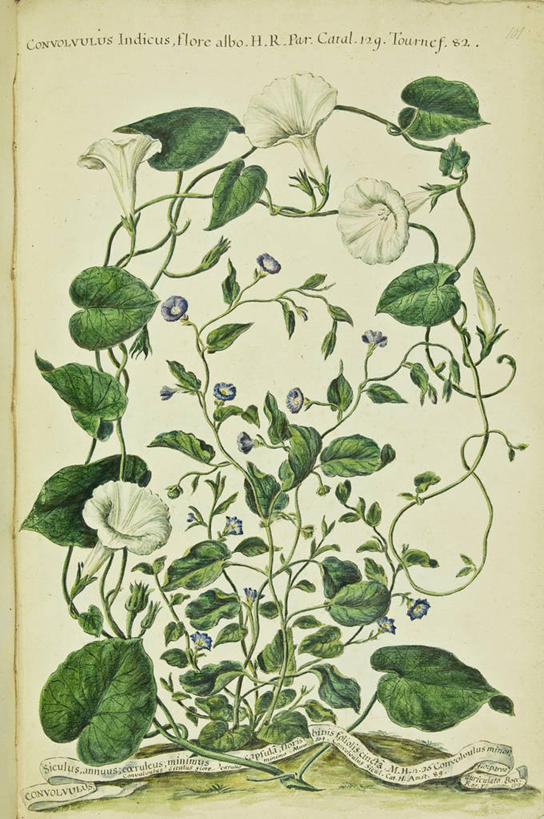 无人,竖图,插画,特写,白色背景,绘画,数码,科技,美景,植物,喇叭花,叶子,阴影,艺术,网络,文字,景观,茎,高光,几何,计算机图形,古典,合成,图画,文化,画,花,花瓣,自然,工艺品,品味,景色,摄影,生长,多样,英文字母,美术,电脑合成图,数码合成图,生物学,高雅,合成图,清新,自然风光,漫画,18世纪,写实,具体,具象,美学,美术工艺,彩图,打破碗花,打碗花,篱打碗,篱打碗花,篱天剑,旋花