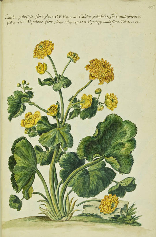 无人,竖图,插画,特写,白色背景,绘画,数码,科技,美景,植物,叶子,阴影,艺术,网络,文字,景观,茎,万寿菊,高光,几何,计算机图形,古典,合成,图画,文化,画,花,花瓣,自然,工艺品,品味,景色,摄影,生长,英文字母,美术,电脑合成图,数码合成图,生物学,分别,高雅,合成图,清新,自然风光,漫画,离别,18世纪,写实,具体,具象,美学,长生菊,黄金盏,金盏花,金盏菊,醒酒花,惜别,美术工艺,彩图,沼泽金盏花,长生花