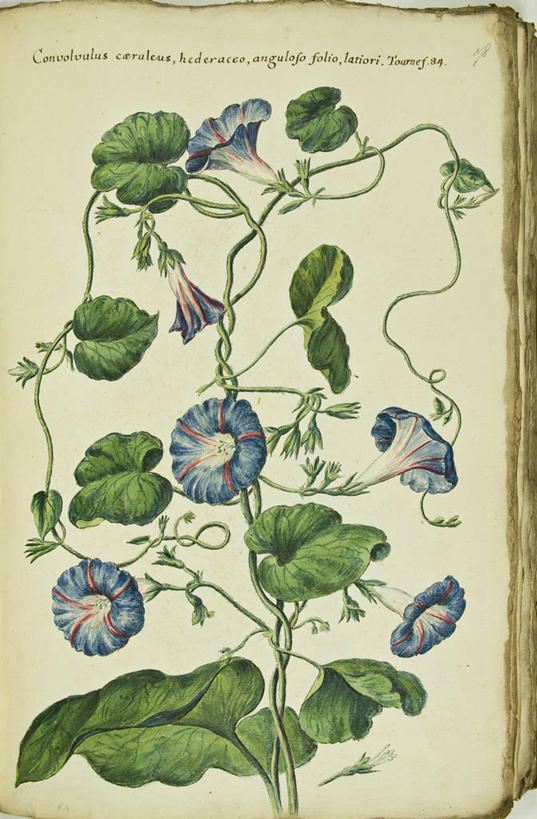 无人,竖图,插画,特写,白色背景,绘画,数码,科技,美景,植物,喇叭花,叶子,阴影,艺术,环绕,缠绕,网络,文字,景观,茎,高光,几何,计算机图形,古典,合成,图画,文化,画,花,自然,工艺品,品味,景色,摄影,生长,英文字母,美术,电脑合成图,数码合成图,生物学,高雅,合成图,清新,自然风光,纠缠,漫画,18世纪,写实,具体,具象,美学,美术工艺,彩图,打破碗花,打碗花,篱打碗,篱打碗花,篱天剑,旋花