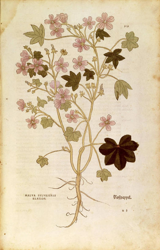 无人,竖图,插画,特写,数码,科技,植物,叶子,阴影,网络,根部,高光,几何,计算机图形,合成,图画,画,花,摄影,电脑合成图,数码合成图,生物学,合成图,草本,漫画,写实,具体,具象,金钱紫花葵,锦葵,荆葵,钱葵,淑气花,小白淑气花,恩惠,拉丁文,彩图