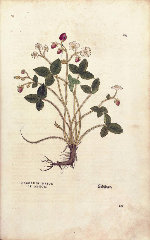 无人,竖图,插画,特写,数码,科技,植物,草莓,叶子,阴影,粉色背景,网络,根部,高光,几何,计算机图形,合成,图画,画,摄影,电脑合成图,数码合成图,生物学,合成图,草本,漫画,写实,具体,具象,野草莓,拉丁文,彩图