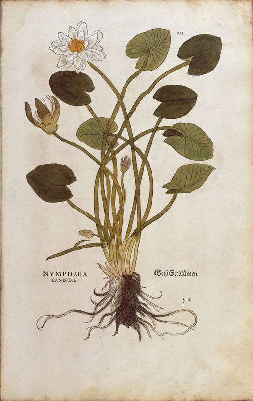 无人,竖图,插画,特写,数码,科技,植物,睡莲,叶子,阴影,网络,根部,高光,几何,计算机图形,合成,图画,画,花,摄影,电脑合成图,数码合成图,生物学,合成图,草本,漫画,写实,具体,具象,拉丁文,彩图,白睡莲