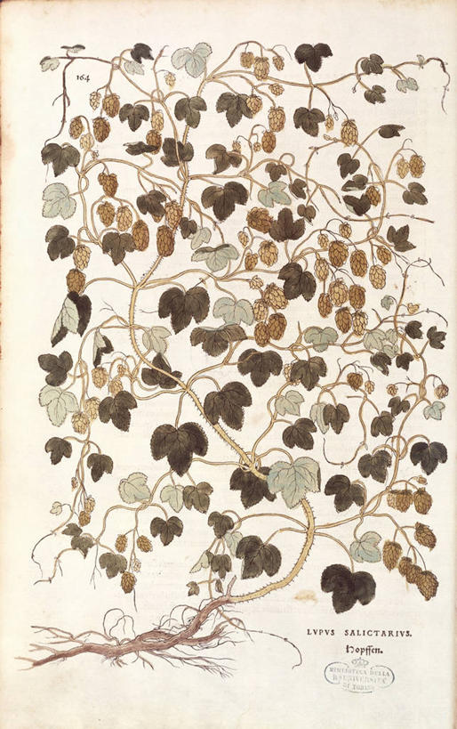 无人,竖图,插画,特写,数码,科技,植物,叶子,阴影,网络,根部,高光,几何,计算机图形,合成,图画,画,摄影,电脑合成图,数码合成图,生物学,合成图,草本,漫画,写实,具体,具象,蛇麻草,拉丁文,彩图,大麻纤维