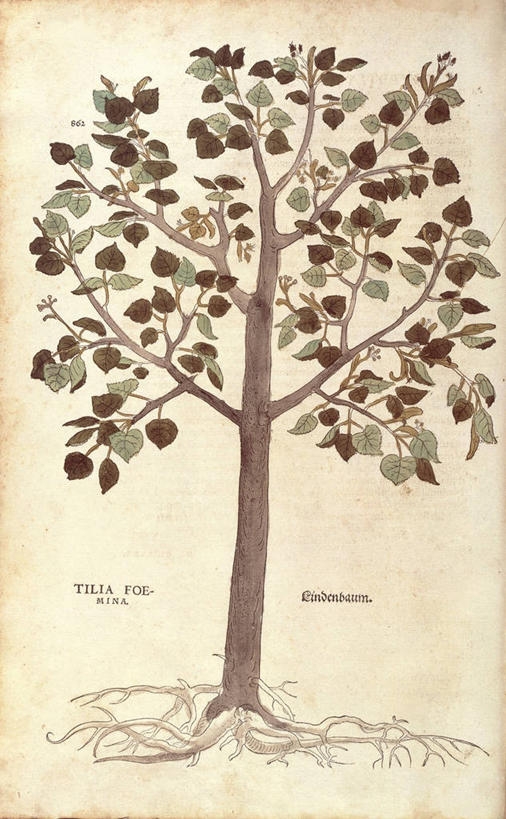 无人,竖图,插画,特写,数码,科技,叶子,阴影,网络,根部,高光,几何,计算机图形,合成,图画,画,树,摄影,电脑合成图,数码合成图,生物学,合成图,草本,漫画,写实,具体,具象,金钱紫花葵,锦葵,荆葵,钱葵,淑气花,小白淑气花,恩惠,椴树,拉丁文,彩图,伪菩提树