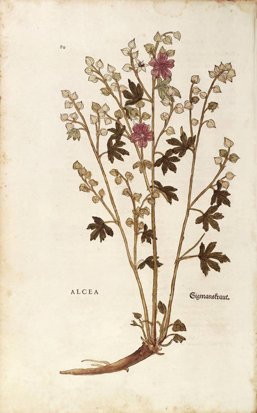 无人,竖图,插画,特写,数码,科技,植物,叶子,阴影,网络,根部,高光,几何,计算机图形,合成,图画,画,花,摄影,电脑合成图,数码合成图,生物学,合成图,草本,漫画,写实,具体,具象,金钱紫花葵,锦葵,荆葵,钱葵,淑气花,小白淑气花,恩惠,拉丁文,彩图