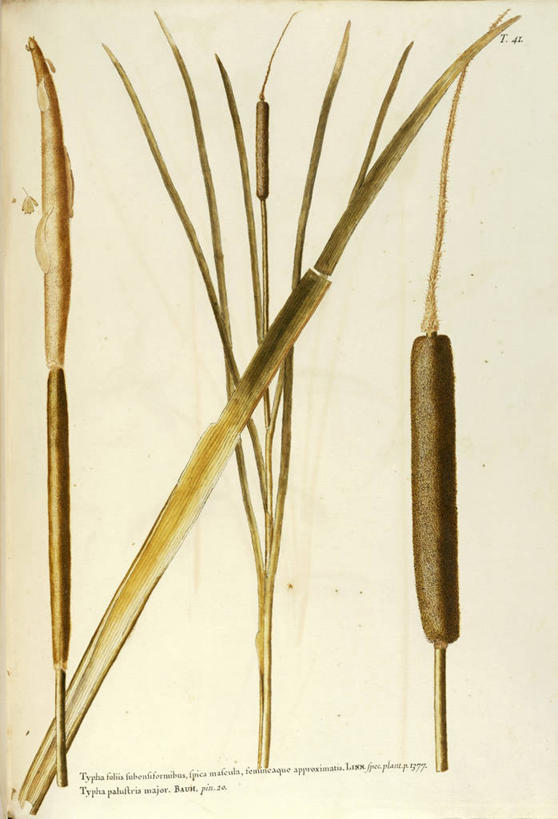 无人,竖图,插画,绘画,数码,科技,叶子,阴影,艺术,网络,高光,几何,计算机图形,合成,图画,画,自然,摄影,颜料,美术,电脑合成图,数码合成图,生物学,合成图,漫画,香蒲,18世纪,写实,具体,具象,美术工艺,彩图