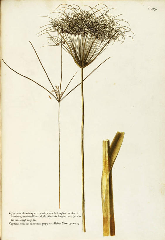 无人,竖图,插画,白色背景,绘画,数码,科技,叶子,阴影,艺术,网络,种子,高光,几何,计算机图形,合成,图画,画,自然,摄影,颜料,美术,电脑合成图,数码合成图,生物学,合成图,草本,漫画,18世纪,写实,具体,具象,莎草,美术工艺,彩图