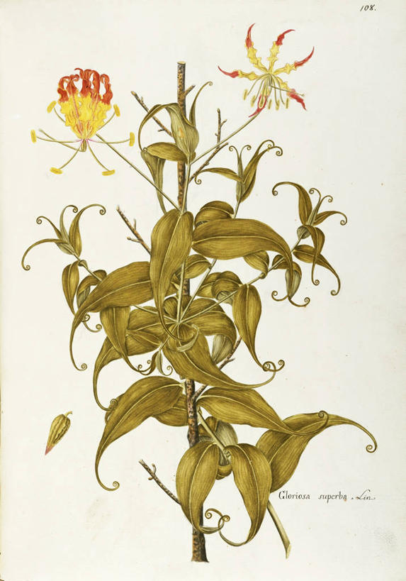 无人,竖图,插画,白色背景,绘画,数码,科技,百合花,叶子,阴影,艺术,网络,种子,高光,几何,计算机图形,合成,图画,画,花,花朵,自然,摄影,颜料,美术,电脑合成图,数码合成图,生物学,合成图,草本,漫画,18世纪,强瞿,写实,具体,具象,美术工艺,百合蒜,倒仙,番韭,山丹,彩图,火焰百合,百合科