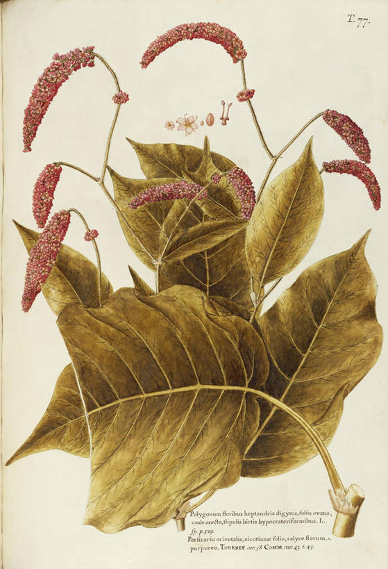 无人,竖图,插画,白色背景,绘画,数码,科技,植物,叶子,阴影,艺术,网络,高光,几何,计算机图形,合成,图画,画,花,花朵,绿色,自然,摄影,生长,成长,英文字母,颜料,美术,电脑合成图,数码合成图,生物学,合成图,草本,漫画,18世纪,写实,具体,具象,美术工艺,彩图,蓼