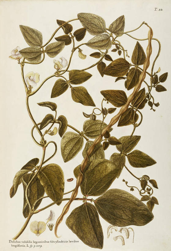 无人,竖图,插画,白色背景,绘画,数码,科技,植物,叶子,阴影,艺术,网络,茎,高光,几何,计算机图形,合成,图画,豇豆,画,花,自然,摄影,颜料,美术,电脑合成图,数码合成图,生物学,合成图,草本,漫画,豆科,豆科植物,18世纪,写实,具体,具象,美术工艺,彩图