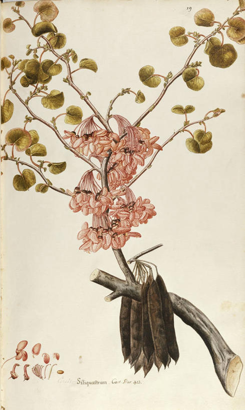 无人,竖图,插画,白色背景,绘画,数码,科技,植物,叶子,阴影,艺术,网络,茎,高光,几何,计算机图形,合成,图画,画,花,树,自然,摄影,颜料,美术,电脑合成图,数码合成图,生物学,合成图,草本,漫画,豆科,豆科植物,18世纪,写实,具体,具象,美术工艺,彩图,紫荆树