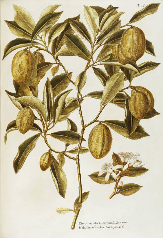 无人,竖图,插画,白色背景,绘画,数码,科技,植物,柠檬,水果,叶子,阴影,艺术,网络,食品,茎,高光,几何,计算机图形,合成,图画,饮食,画,花,树,自然,摄影,颜料,美术,电脑合成图,数码合成图,芸香科,生物学,合成图,草本,漫画,18世纪,写实,具体,具象,美术工艺,彩图