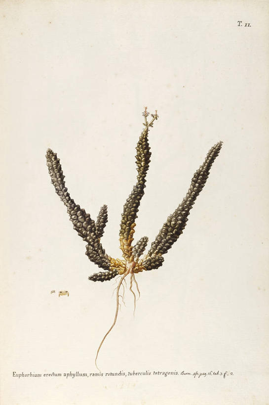 无人,竖图,插画,白色背景,绘画,数码,科技,植物,阴影,艺术,网络,根部,高光,几何,计算机图形,合成,图画,画,自然,摄影,颜料,美术,电脑合成图,数码合成图,生物学,合成图,草本,漫画,18世纪,写实,具体,具象,美术工艺,蛇发女妖,彩图,肉质植物