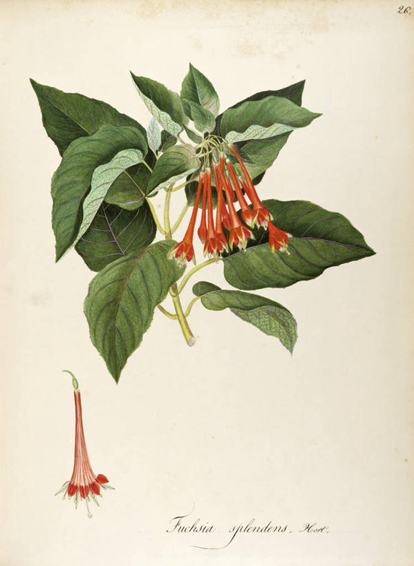 无人,竖图,插画,白色背景,绘画,数码,科技,植物,叶子,阴影,艺术,网络,茎,草药,药草,高光,几何,计算机图形,合成,图画,中药,画,花,自然,摄影,灌木,颜料,美术,电脑合成图,数码合成图,生物学,合成图,草本,药材,中草药,漫画,中药材,本草,写实,具体,具象,菜籽灵,柳叶菜,美术工艺,彩图