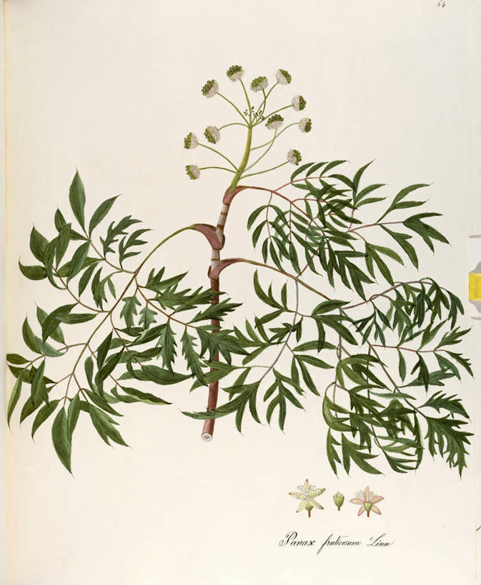 无人,竖图,插画,白色背景,绘画,数码,科技,植物,叶子,阴影,艺术,网络,茎,高光,几何,计算机图形,合成,图画,画,花,自然,摄影,颜料,美术,电脑合成图,数码合成图,生物学,合成图,草本,漫画,写实,具体,具象,五加科,美术工艺,彩图