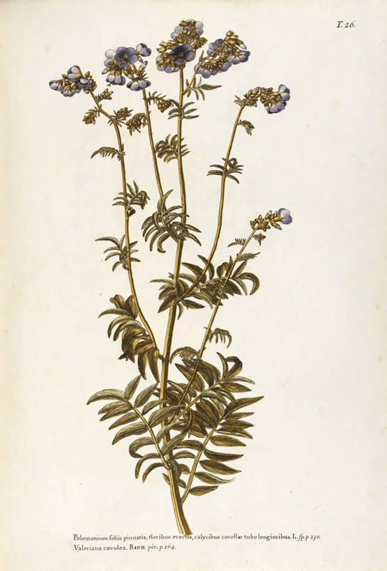 无人,竖图,插画,白色背景,绘画,数码,科技,植物,叶子,阴影,艺术,网络,茎,高光,几何,计算机图形,合成,图画,画,花,自然,摄影,颜料,美术,电脑合成图,数码合成图,生物学,合成图,草本,漫画,18世纪,写实,具体,具象,美术工艺,草夹竹桃,彩图,宿根福禄考,天蓝绣球,夏福禄,锥花福禄考