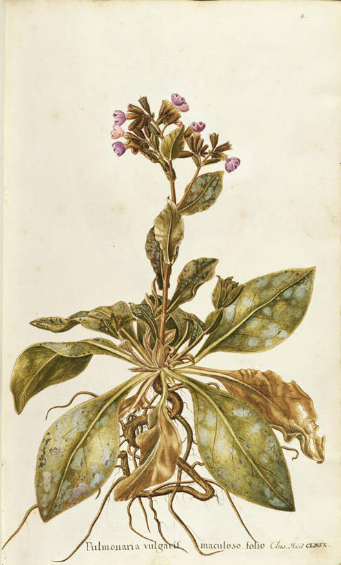 无人,竖图,插画,白色背景,绘画,数码,科技,植物,叶子,阴影,艺术,网络,茎,高光,几何,计算机图形,合成,图画,画,花,自然,摄影,颜料,美术,电脑合成图,数码合成图,生物学,合成图,草本,漫画,琉璃苣,18世纪,写实,具体,具象,美术工艺,彩图,兜藓