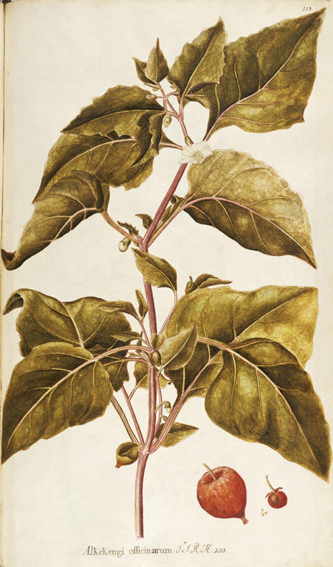 无人,竖图,插画,白色背景,绘画,数码,科技,植物,百合花,叶子,阴影,艺术,网络,茎,高光,几何,计算机图形,合成,图画,画,花,自然,摄影,颜料,美术,电脑合成图,数码合成图,生物学,合成图,草本,漫画,冬樱花,18世纪,强瞿,写实,具体,具象,宫灯百合,美术工艺,百合蒜,倒仙,番韭,山丹,彩图,灯笼百合,宫灯花,圣诞百合