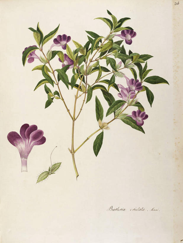 无人,竖图,插画,白色背景,绘画,数码,科技,植物,叶子,阴影,艺术,网络,茎,草药,药草,高光,几何,计算机图形,合成,图画,中药,画,花,自然,摄影,灌木,颜料,美术,电脑合成图,数码合成图,生物学,合成图,草本,药材,中草药,漫画,中药材,本草,写实,具体,具象,爵床,美术工艺,彩图