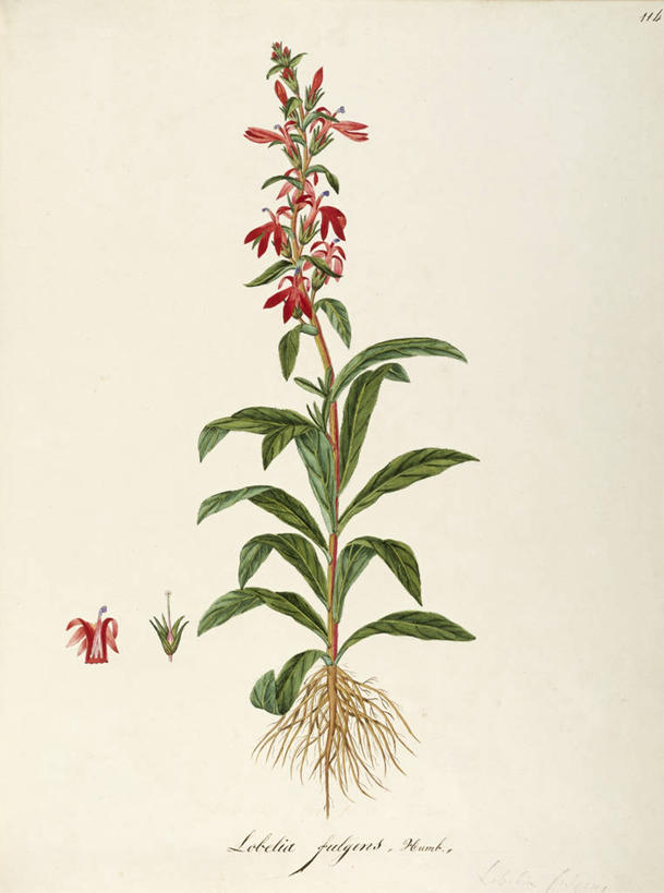 无人,竖图,插画,白色背景,绘画,数码,科技,植物,叶子,阴影,艺术,网络,茎,高光,几何,计算机图形,合成,图画,画,花,自然,摄影,颜料,美术,电脑合成图,数码合成图,生物学,合成图,草本,漫画,写实,具体,具象,美术工艺,彩图,半边莲属