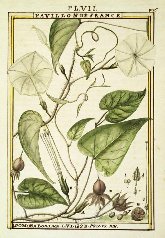 无人,竖图,插画,特写,白色背景,绘画,数码,科技,美景,植物,水果,叶子,阴影,艺术,盛开,网络,文字,景观,茎,种子,高光,几何,计算机图形,古典,合成,花蕾,图画,文化,画,花,花瓣,花朵,鲜花,自然,工艺品,花苞,花蕊,品味,景色,摄影,生长,颜料,手写,美术,电脑合成图,数码合成图,生物学,高雅,合成图,清新,自然风光,漫画,18世纪,写实,具体,具象,美学,美术工艺,月光花,大写字母,牵牛花,彩图