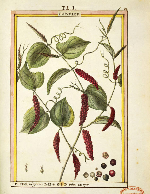 无人,竖图,插画,特写,白色背景,绘画,数码,科技,美景,植物,叶子,许多,阴影,艺术,网络,文字,景观,食品,茎,种子,很多,高光,几何,计算机图形,古典,合成,图画,文化,饮食,画,自然,工艺品,品味,景色,摄影,生长,颜料,美术,电脑合成图,数码合成图,生物学,高雅,合成图,清新,黑胡椒子,自然风光,漫画,健康食物,18世纪,写实,具体,具象,美学,美术工艺,大写字母,胡椒,彩图