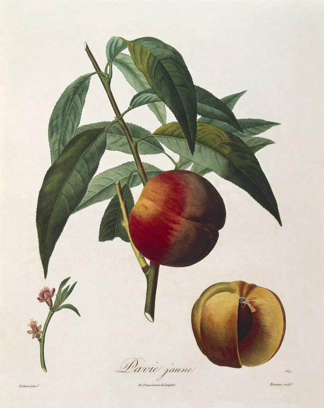 无人,竖图,插画,特写,白色背景,绘画,数码,科技,美景,植物,水果,叶子,阴影,艺术,盛开,网络,文字,景观,果树,高光,几何,计算机图形,古典,合成,花蕾,图画,文化,画,花,花瓣,花朵,鲜花,桃树,自然,工艺品,花苞,花蕊,品味,桃,景色,摄影,生长,手写,美术,电脑合成图,数码合成图,生物学,高雅,合成图,清新,自然风光,横截面,漫画,柑橘属,写实,具体,具象,美学,美术工艺,彩图