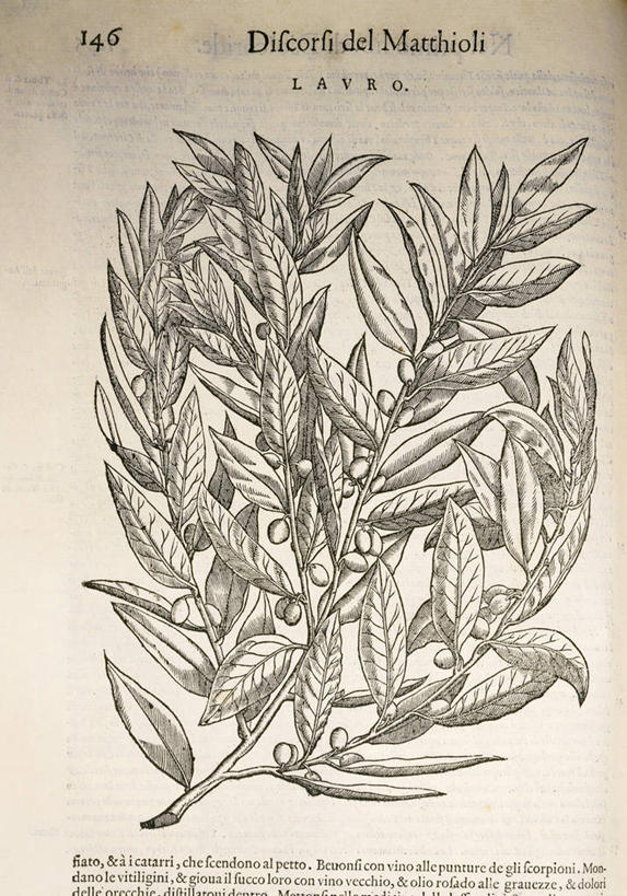 无人,竖图,插画,特写,白色背景,数码,科技,美景,植物,水果,叶子,美国,阴影,丰富,网络,文字,景观,食品,枝,高光,几何,计算机图形,合成,图画,饮食,画,一个,自然,景色,摄影,生长,单个,电脑合成图,数码合成图,生物学,北美,北美洲,合成图,清新,自然风光,美洲,漫画,健康食物,月桂树,写实,具体,具象,常绿树,北亚美利加洲,亚美利加洲,肯塔基,肯塔基州,青草之州,美术工艺,大写字母,劳雷尔县,彩图,美利坚合众国