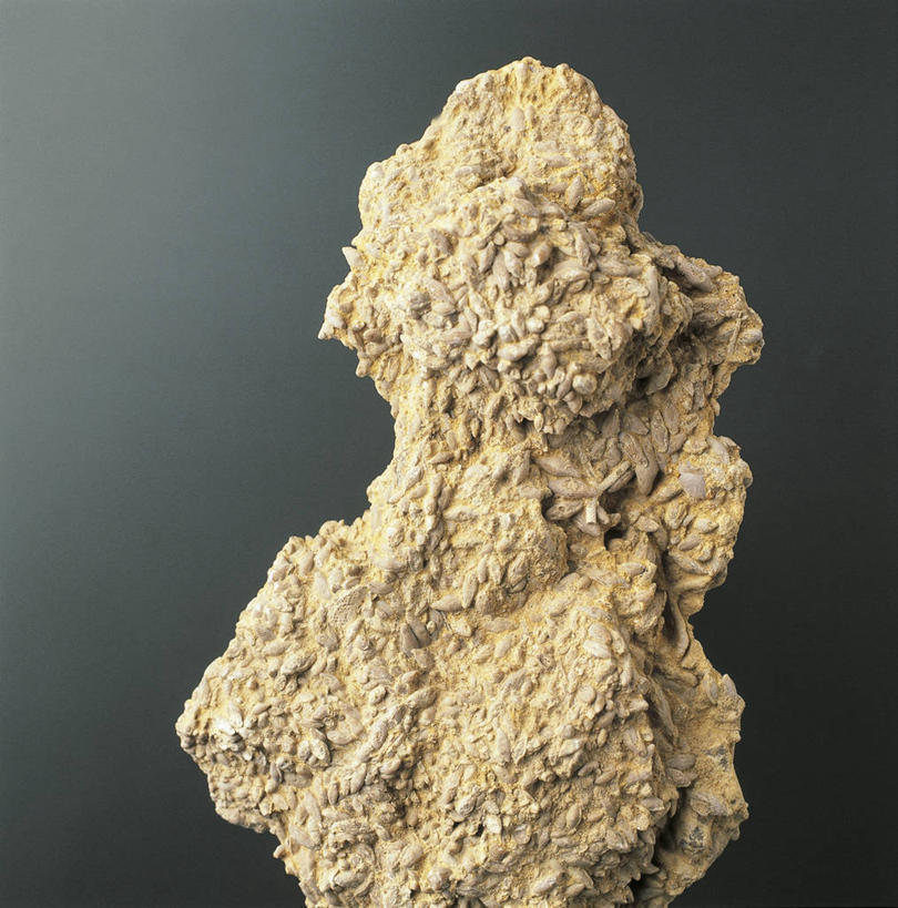 无人,横图,竖图,特写,植物,叶子,化石,摄影,褐色背景,部分,地质学,岩石,彩图,影棚拍摄,古生物学