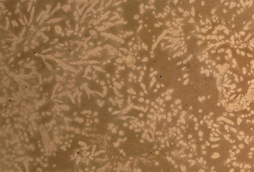 无人,横图,方图,特写,黑色背景,化石,一个,摄影,单个,地质学,岩石,彩图,影棚拍摄,古生物学