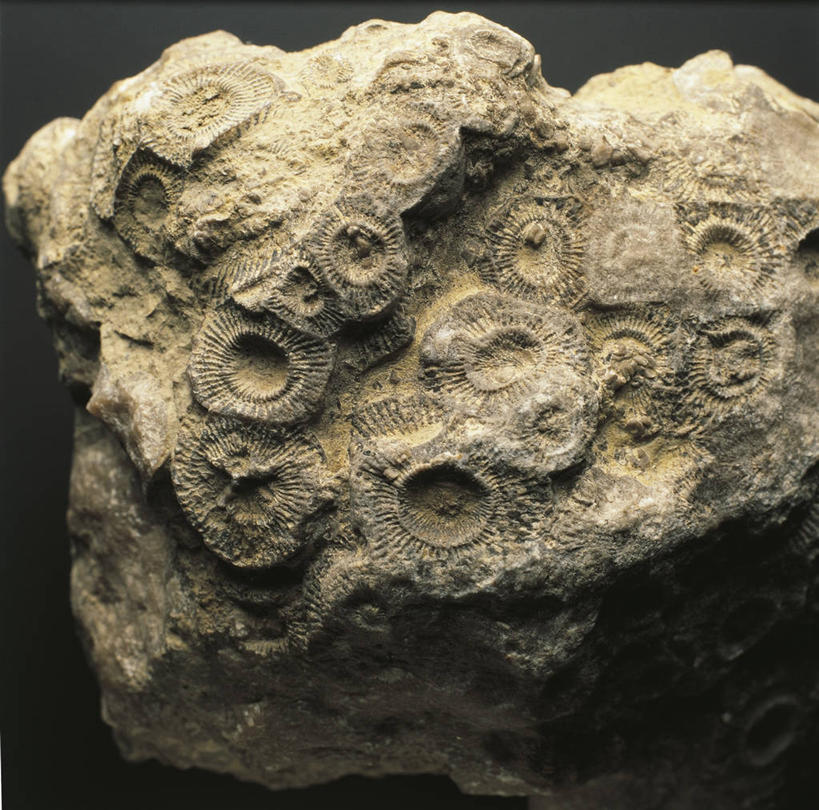 无人,横图,特写,灰色背景,化石,珊瑚,一个,灰色,摄影,单个,式样,地质学,岩石,彩图,影棚拍摄,古生物学