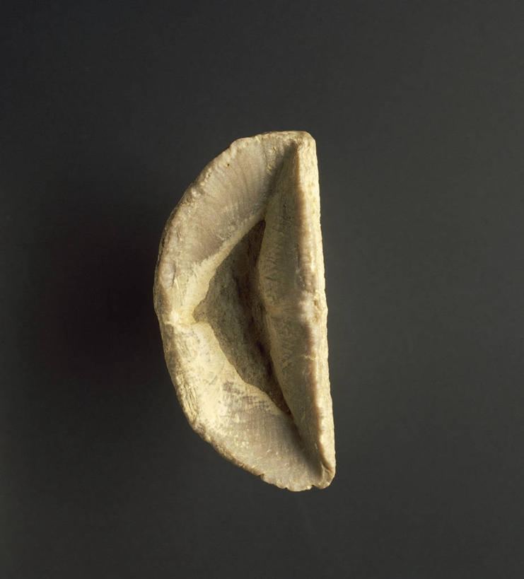 无人,竖图,方图,特写,黑色背景,化石,珊瑚,一个,摄影,单个,式样,地质学,岩石,彩图,影棚拍摄,古生物学