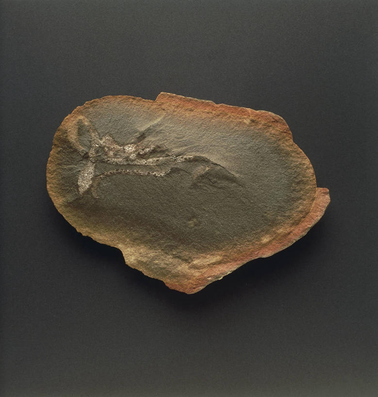 无人,竖图,方图,特写,黑色背景,化石,圆形,一个,摄影,单个,地质学,矿物质,史前时代,彩图,古生代,古生物学