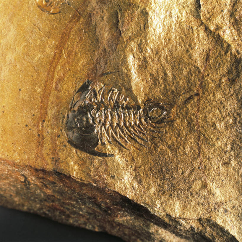 无人,横图,方图,特写,灰色背景,化石,三叶虫,一个,灰色,摄影,单个,节肢动物,史前时代,彩图,影棚拍摄,古生代,古生物学